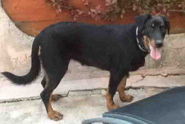  domainedelalicorne.fr photo chien beauceron photo chiot beauceron Elevage de beauceron chiot beauceron pure race élevage du clos de la licorne elevage des gardiens de la licorne elevage beauceron noir et feu authentique gros gabarits élevage de Beauceron familial sérieux et qualité domainedelalicorne.fr suivi des chiots conseil d’éducation chiot propre bas rouge santé caractère spécialiste du beauceron noir et feu ou arlequin chien rustique berger de France  nos chiots sont élevés avec amour et attention notre passion au service de la qualité Beauceron de qualité et sportif domaine de la licorne 04380 BARRAS élevage en liberté éleveur berger de beauce élevage de beauceron de travail 06 11 20 51 93 site domainedelalicorne.fr mail domainedelalicorne@gmail.com